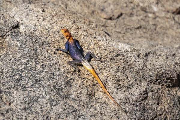Male settler agama (Agama agama), Namibia