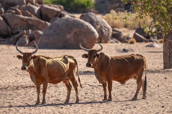 African cows, Damaraland, Kunene region, Namibia