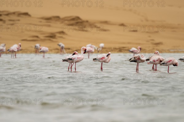 Lesser Flamingos (Phoeniconaias minor) in a lagoon off the Namib Desert, Walfish Bay, Erongo, Namibia