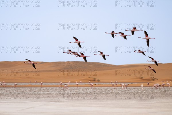 Lesser Flamingos (Phoeniconaias minor) in flight in front of the Namib Desert with lagoon, Walfish Bay, Erongo, Namibia