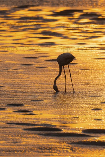 Pink flamingo (Phoenicopterus roseus) against the light, sunset, lagoon at Walfish Bay, Erongo, Namibia