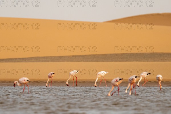 Lesser Flamingos (Phoeniconaias minor) in front of the Namib Desert with lagoon, Walfish Bay, Erongo, Namibia