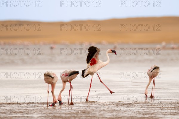 Lesser Flamingos (Phoeniconaias minor) at the Namib Desert with lagoon, Walfish Bay, Erongo, Namibia