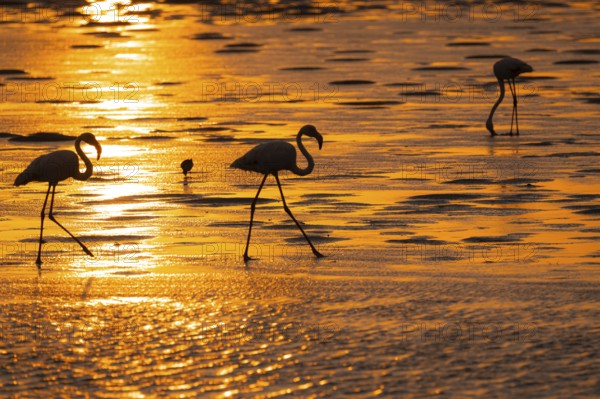 Pink flamingo (Phoenicopterus roseus) against the light, sunset, lagoon at Walfish Bay, Erongo, Namibia