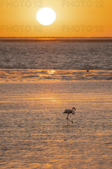 Pink flamingos (Phoenicopterus roseus) against the light, sunset, lagoon at Walfish Bay, Erongo, Namibia