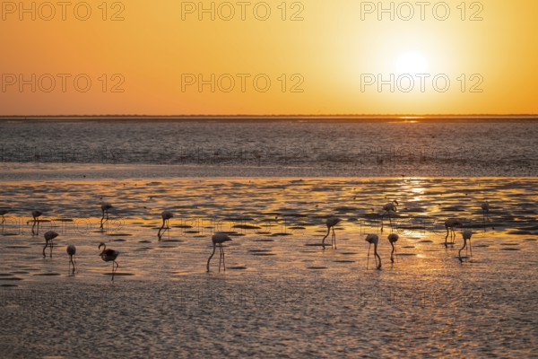 Pink flamingos (Phoenicopterus roseus) against the light, sunset, lagoon at Walfish Bay, Erongo, Namibia