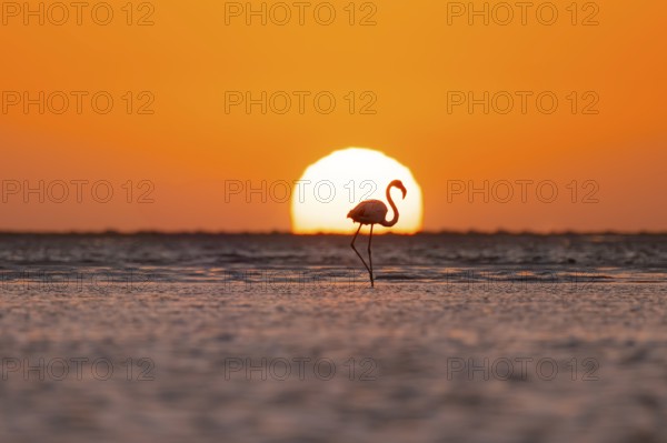 Single pink flamingo (Phoenicopterus roseus) directly in front of the setting sun, backlight, sunset, lagoon at Walfish Bay, Erongo, Namibia