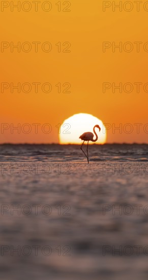 Single pink flamingo (Phoenicopterus roseus) directly in front of the setting sun, backlight, sunset, lagoon at Walfish Bay, Erongo, Namibia