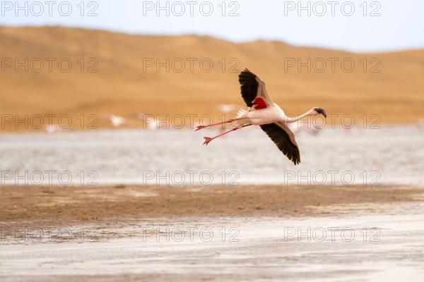Lesser Flamingo (Phoeniconaias minor) in flight in front of the Namib Desert with lagoon, Walfish Bay, Erongo, Namibia
