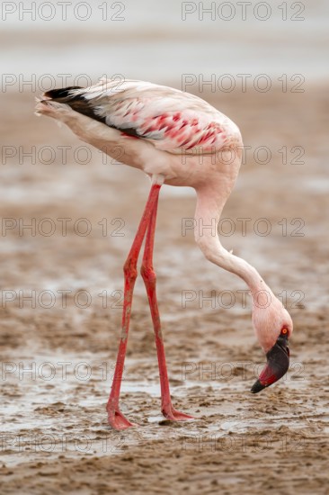 Lesser flamingo (Phoeniconaias minor) in a lagoon, Walfish Bay, Erongo, Namibia