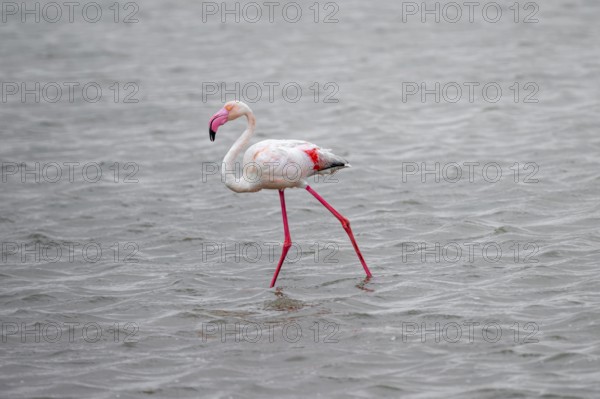 Pink flamingo (Phoenicopterus roseus) in a lagoon, Walfish Bay, Erongo, Namibia
