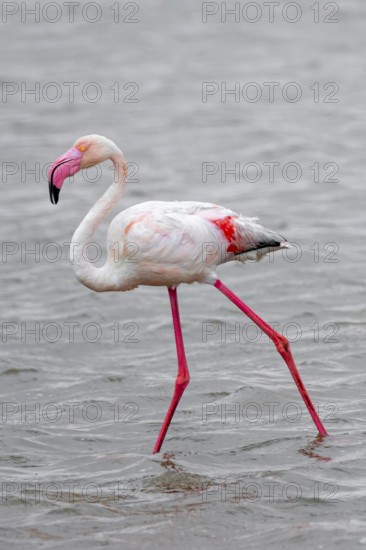 Pink flamingo (Phoenicopterus roseus) in a lagoon, Walfish Bay, Erongo, Namibia