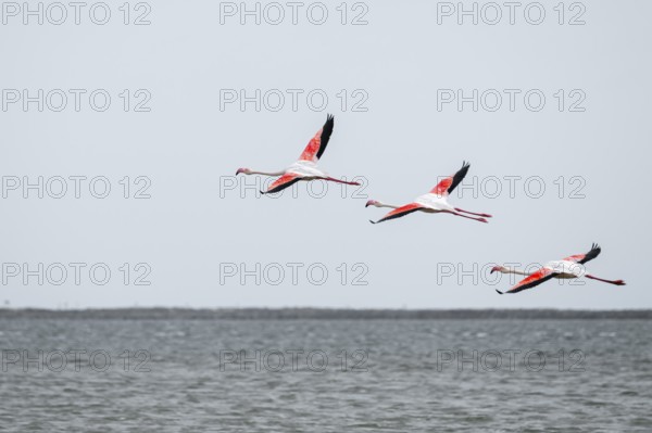 Pink flamingo (Phoenicopterus roseus) in flight, Walfish Bay, Erongo, Namibia
