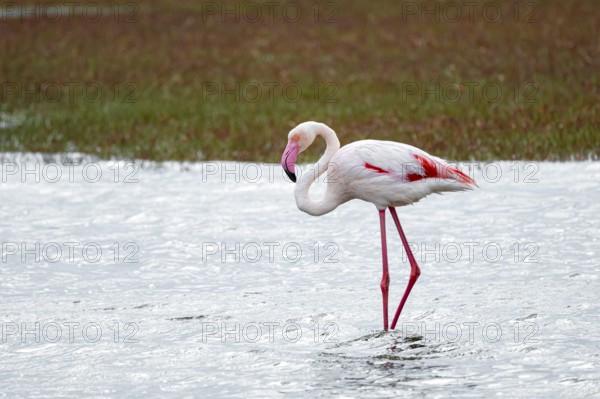 Pink flamingo (Phoenicopterus roseus), Walfish Bay, Erongo, Namibia