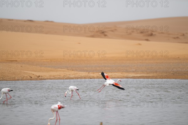 Pink flamingo (Phoenicopterus roseus) in flight in front of the Namib Desert, Walfish Bay, Erongo, Namibia