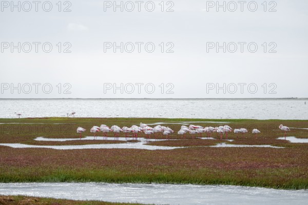 Pink flamingos (Phoenicopterus roseus) sleeping, Walfish Bay, Erongo, Namibia