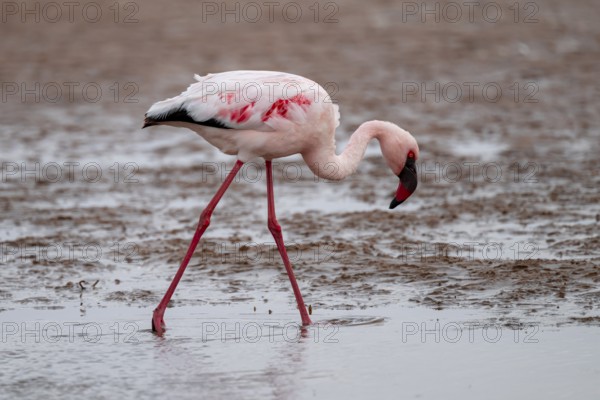 Lesser Flamingo (Phoeniconaias minor) in a lagoon, Walfish Bay, Erongo, Namibia