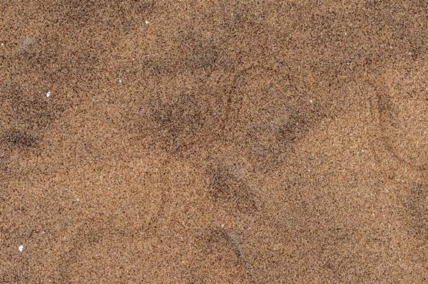 Tracks of a pygmy puff adder (Bitis peringueyi) in the sand, Namib Desert, Namibia