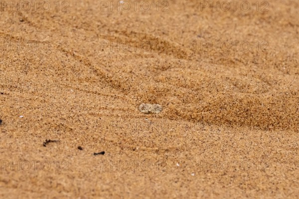 Dwarf puff adder (Bitis peringueyi) hiding in the sand, camouflage, Namib Desert, Namibia
