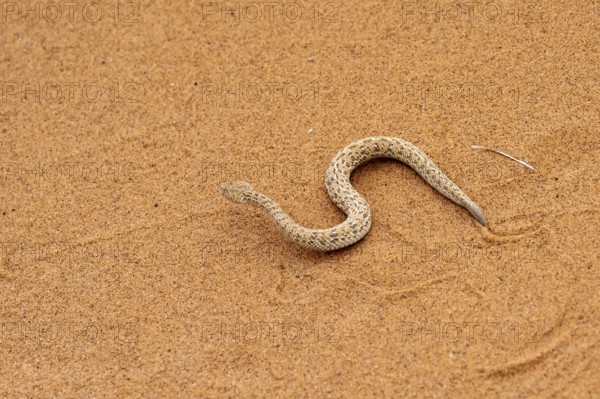 Dwarf puff adder (Bitis peringueyi) in the sand, Namib Desert, Namibia
