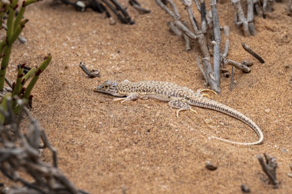Shovel-nosed lizard (Meroles anchietae) in the sand, Namib Desert, Namibia