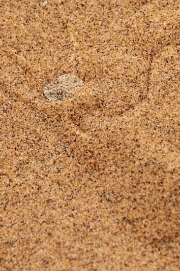 Dwarf puff adder (Bitis peringueyi) hiding in the sand, camouflage, Namib Desert, Namibia