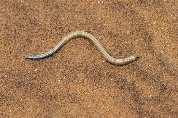 FitzSimon's burrowing skink or short blind dart skink, (Typlacontias brevipes), Namib Desert, Namibia