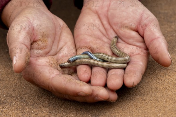 Hand holds two FitzSimon's burrowing skink or short blind dart skink, (Typlacontias brevipes), Namib Desert, Namibia