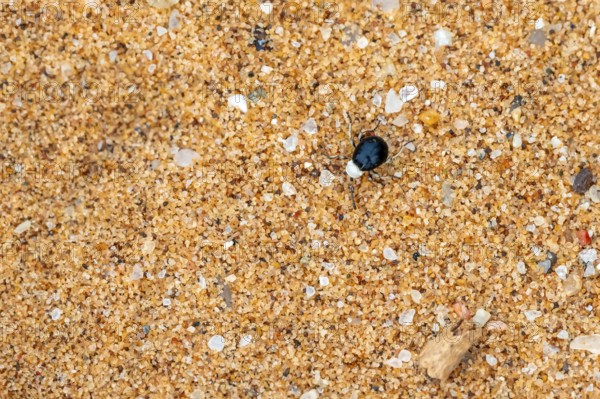 Mist drinker beetle, Tenebrionidae, Onymacris, on sand, Sossusvlei, Namibia