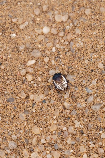 Mist drinker beetle, Tenebrionidae, Onymacris, on sand, Sossusvlei, Namibia