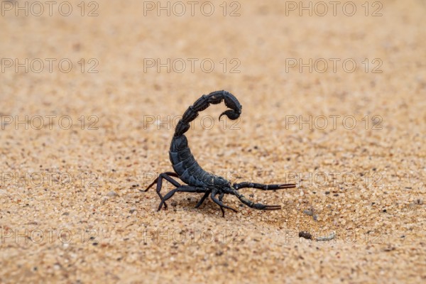 Black scorpion (Parabuthus villosus) running across sand, Namib Desert near Swakopmund, Namibia