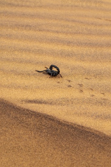Black scorpion (Parabuthus villosus) running across sand, Namib Desert near Swakopmund, Namibia