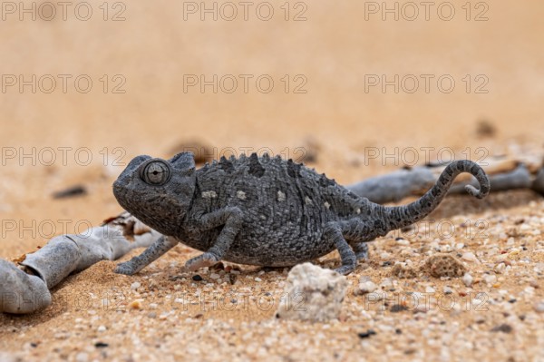 Desert chameleon, Namaqua chameleon (Chamaeleo namaquensis), Namib Desert near Swakopmund, Namibia