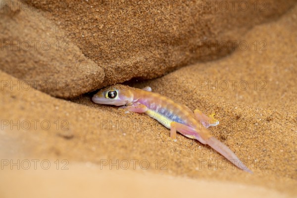 Palmato gecko (Pachydactylus rangei) digging a cave, Namib Desert, Namibia