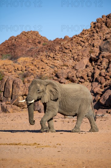 African elephant (Loxodonta africana), desert elephant, riverbed of the Ugab River, Damaraland, Kunene region, Namibia