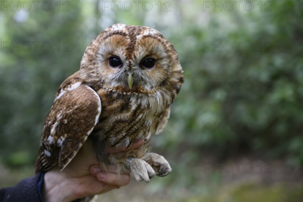 A tawny owl (Strix aluco) being held by a hand. Close-up with focus on the bird, surrounded by blurred greenery, captive during a ringing session