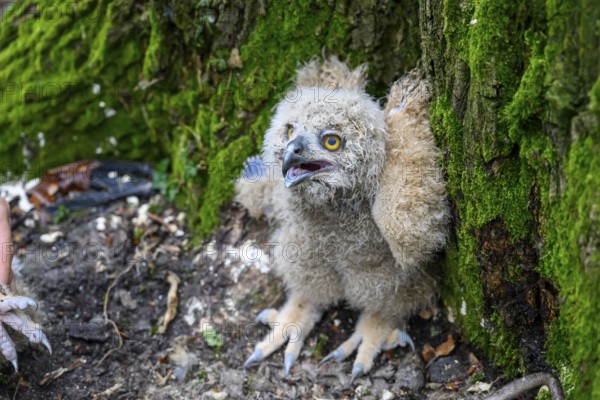 Münsterland, North Rhine-Westphalia, Germany, Eurasian Eagle-owl chick (Bubo bubo) with fluffy plumage hiding in its nest in a mossy forest