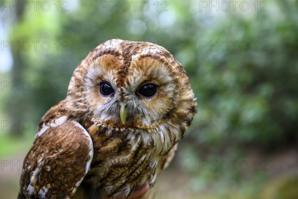 Münsterland, North Rhine-Westphalia, Germany, portrait of a tawny owl (Strix aluco) captive during a ringing by an ornithologist