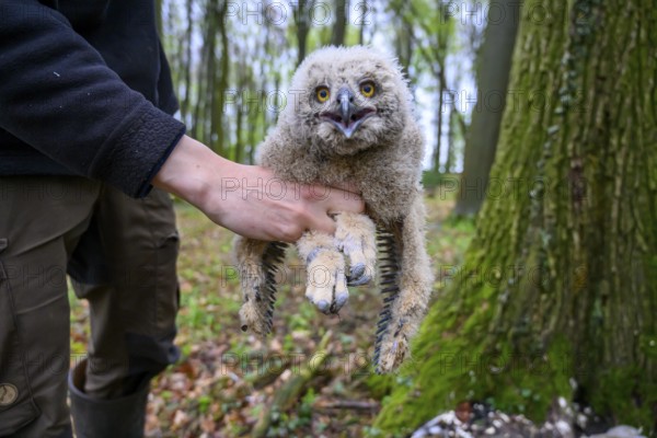 Münsterland, North Rhine-Westphalia, Germany, A bird ringing human ornithologist gently holds a fluffy eagle owl chick (Bubo bubo) in the forest