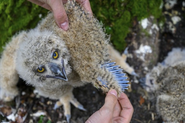 Münsterland, North Rhine-Westphalia, Germany, close-up of an eagle owl (Bubo bubo), young bird, held by hands