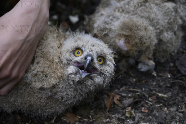 Münsterland, North Rhine-Westphalia, Germany, close-up of a young eagle owl (Bubo bubo) with lively eyes during an examination and ringing by an ornithologist
