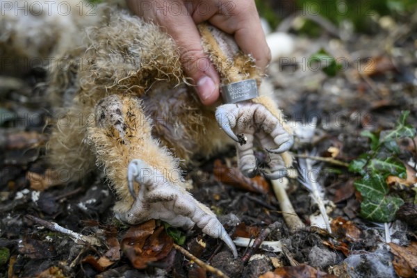 Münsterland, North Rhine-Westphalia, Germany, close-up of the feet of a young eagle owl (Bubo bubo) that has just been ringed on the forest floor