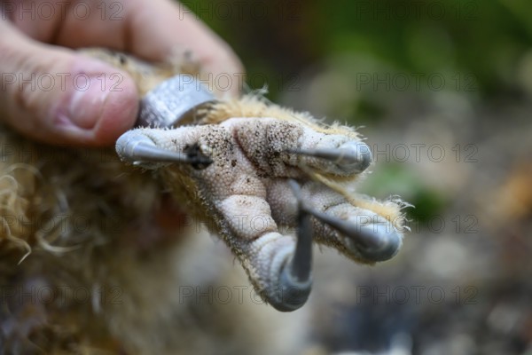 Münsterland, North Rhine-Westphalia, Germany, An ornithologist carefully rings a young eagle owl (Bubo bubo) on the forest floor, close-up of the owl's foot with ring and the ringers hand