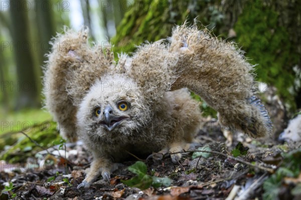 Münsterland, North Rhine-Westphalia, Germany, An eagle owl chick (Bubo bubo) with fluffy feathers sits vigilantly on the forest floor, owl chick raises its wings in a defensive pose on the mossy forest floor