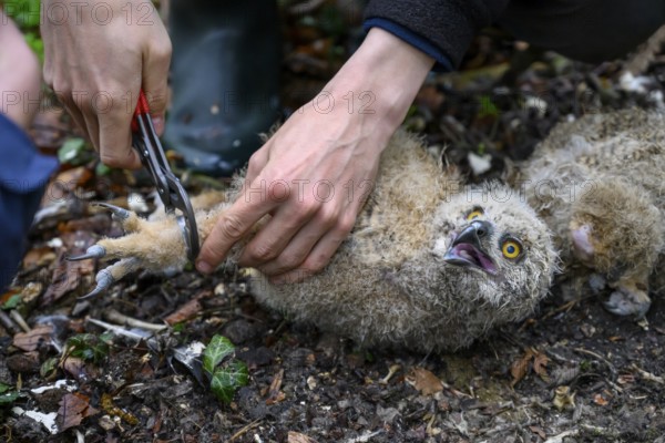 Münsterland, North Rhine-Westphalia, Germany, Two ornithologists carefully ring a young eagle owl (Bubo bubo) on the forest floor, the atmosphere is natural and caring, owlet is held by hands, lying on the forest floor, a chick is ringed on the ground in the forest with tongs