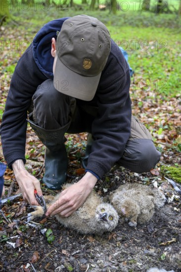 Münsterland, North Rhine-Westphalia, Germany, person ringing a young eagle owl (Bubo bubo) in the forest, person kneeling in the forest, holding a young owl and using tools