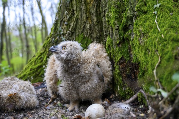 Münsterland, North Rhine-Westphalia, Germany, A young eagle owl (Bubo bubo) sits on the ground on a moss-covered tree, near an egg, surrounded by forest, looking excitedly into the forest