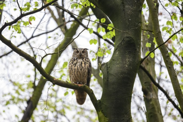 Münsterland, North Rhine-Westphalia, Germany, An eagle owl (Bubo bubo) looks down from the branch of a beech tree (Fagus syvatica)