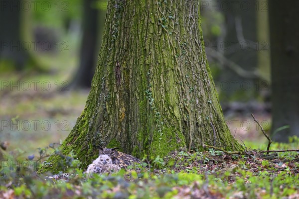 Münsterland, North Rhine-Westphalia, Germany, An eagle owl (Bubo bubo) with chicks rests hidden in its nest in front of a large moss-covered tree in the forest on a much-travelled hiking trail
