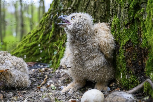 Münsterland, North Rhine-Westphalia, Germany, A young eagle owl (Bubo bubo) is sitting on the ground on a moss-covered tree, near an egg, surrounded by forest, looking excitedly into the forest with its beak open